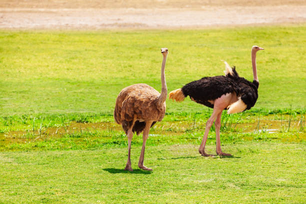 Maasai and Somali Ostriches: Two Species, One Bird to Spot