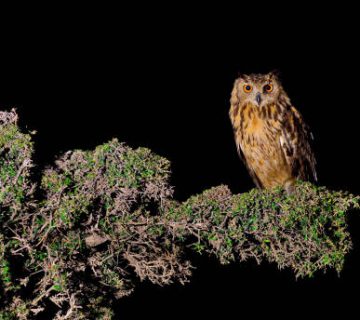 Owls on Night Drives: Eagle Owls and Owlets