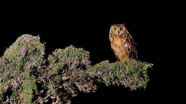 Owls on Night Drives: Eagle Owls and Owlets