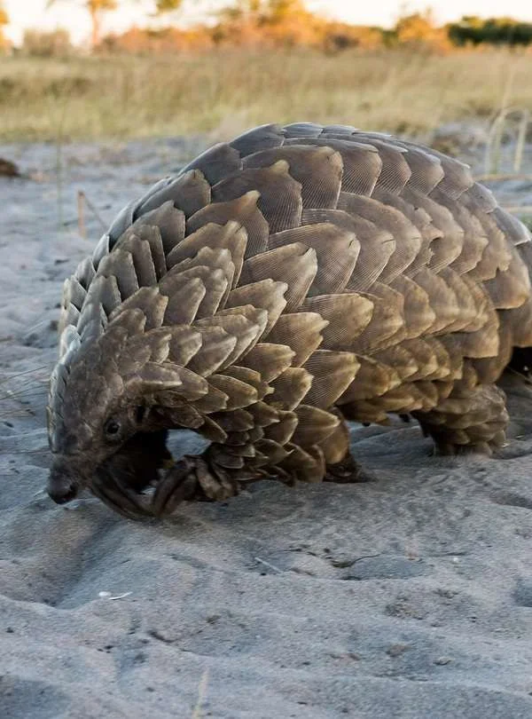 Pangolins: Africa's Most Trafficked Mammal and How to Protect It