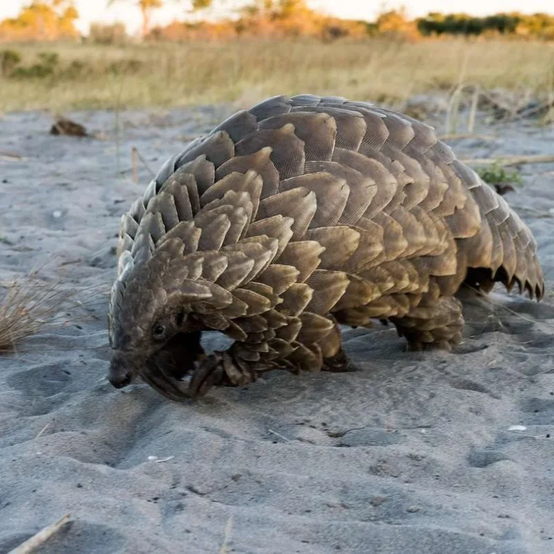 Pangolins Pangolins: Africa's Most Trafficked Mammal and How to Protect It