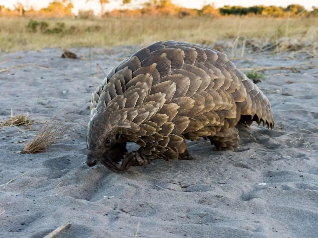 Pangolins: Africa's Most Trafficked Mammal and How to Protect It