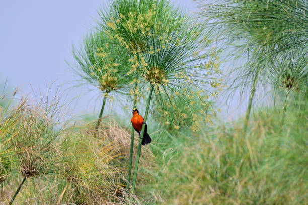 Papyrus Gonolek: Spotting a Red and Black Wetland Bird