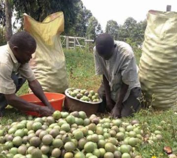 Passion Fruit and Pineapple Farms: Visiting Orchards Near Kampala