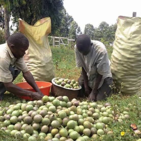 Passion Fruit and Pineapple Farms: Visiting Orchards Near Kampala