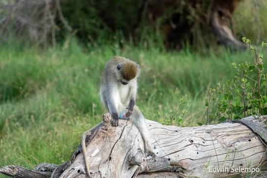 Patas Monkeys of Murchison Falls: Meeting the Fastest Primate on Land