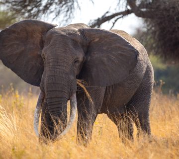 Photographing Elephants Close Up: Composition and Safety