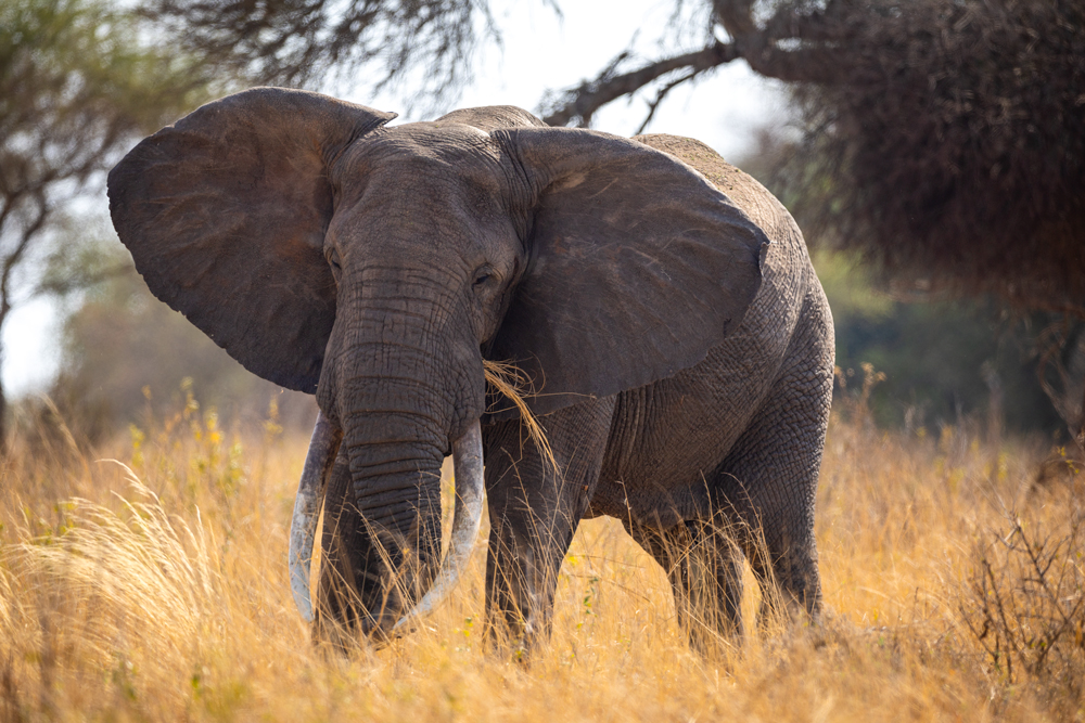 Photographing Elephants Close Up: Composition and Safety
