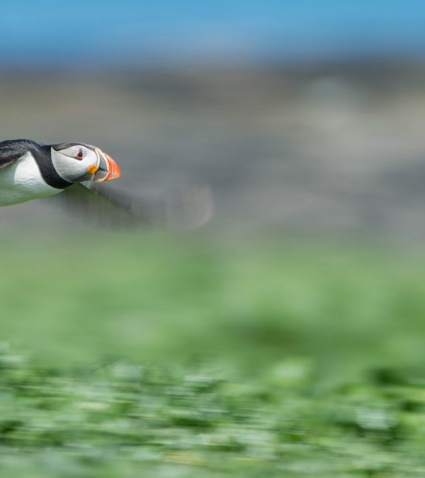 Photographing Wildlife in Motion: Panning and Burst Techniques