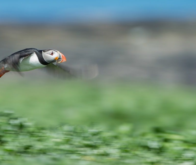 Photographing Wildlife in Motion Photographing Wildlife in Motion: Panning and Burst Techniques