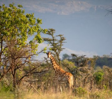 Pian Upe Wildlife Reserve in Karamoja
