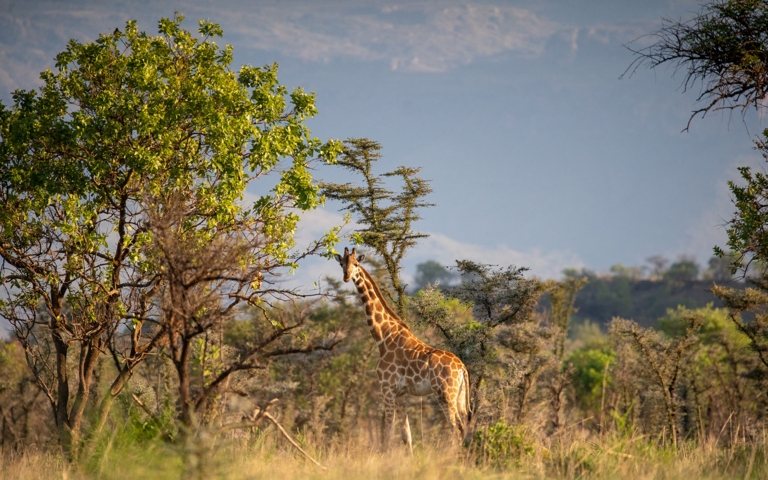 Pian Upe Wildlife Reserve in Karamoja