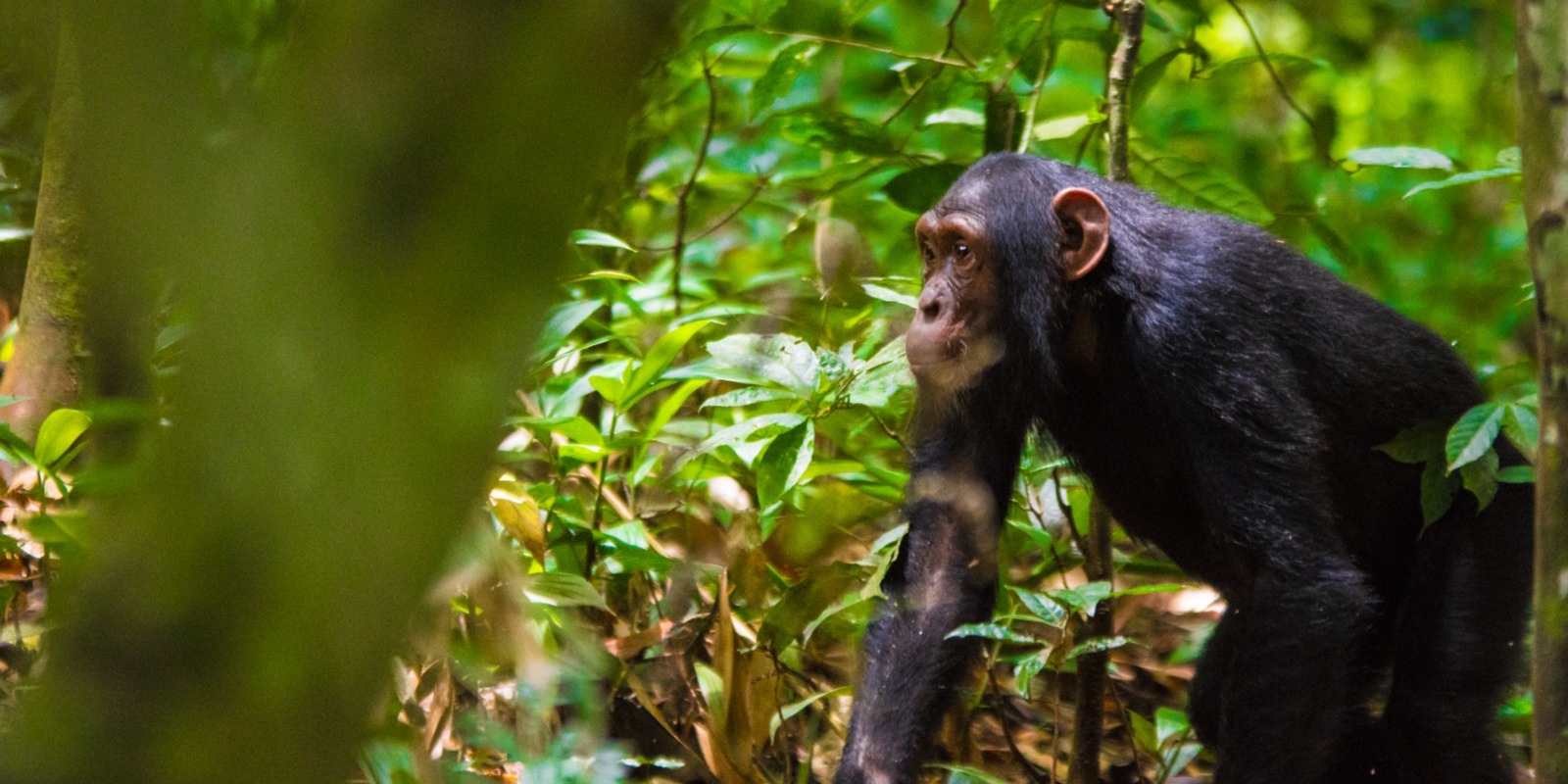 Primate Walks in Mabira Forest