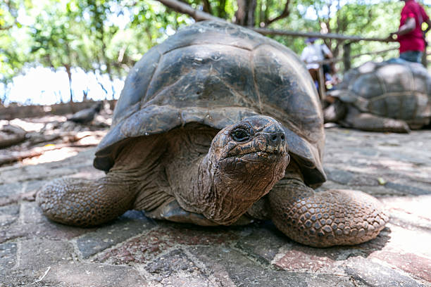 Prison Island Giant Tortoises: Visiting Changuu Island