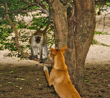 Rabies Risk in East Africa: Dog Bites, Monkeys and Post Exposure Care