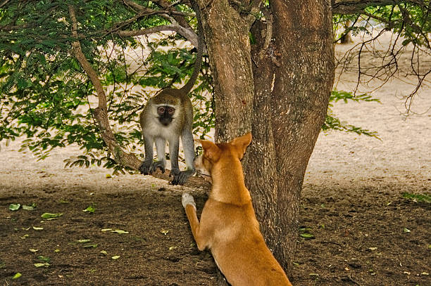 Rabies Risk in East Africa: Dog Bites, Monkeys and Post Exposure Care