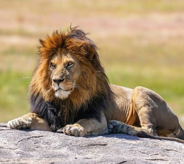 Radio Collars on Predators: How They Help Conservation