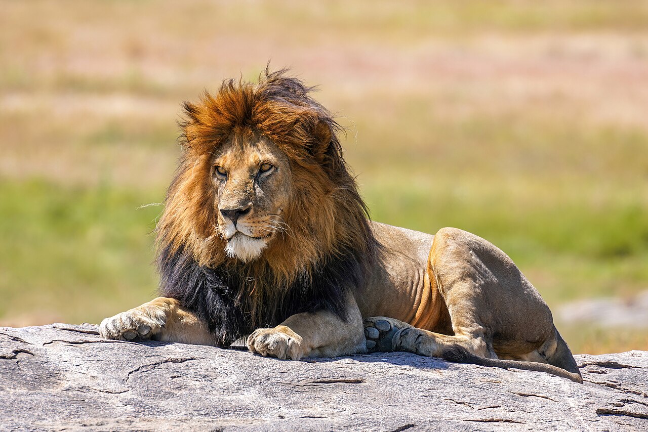 Radio Collars on Predators: How They Help Conservation