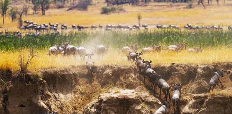 Rainfall and the Migration