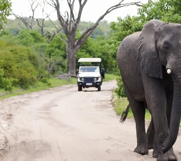 Responsible Wildlife Viewing Rules for Self Drivers: Distances and Speed Limits