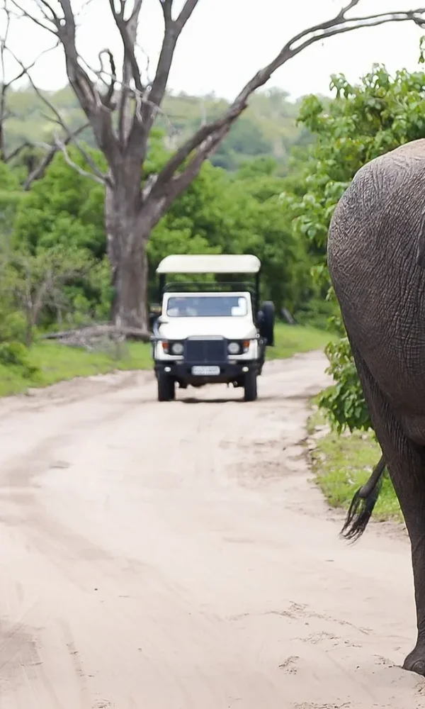 Responsible Wildlife Viewing Rules for Self Drivers: Distances and Speed Limits