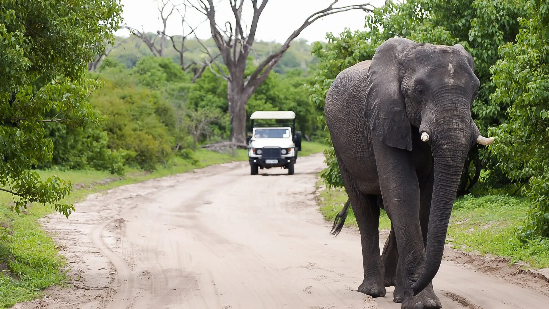 Responsible Wildlife Viewing Rules for Self Drivers: Distances and Speed Limits