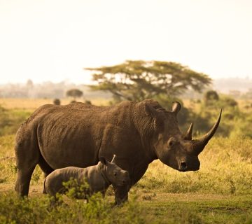 Rewilding Efforts in East Africa: Reintroductions That Have Worked