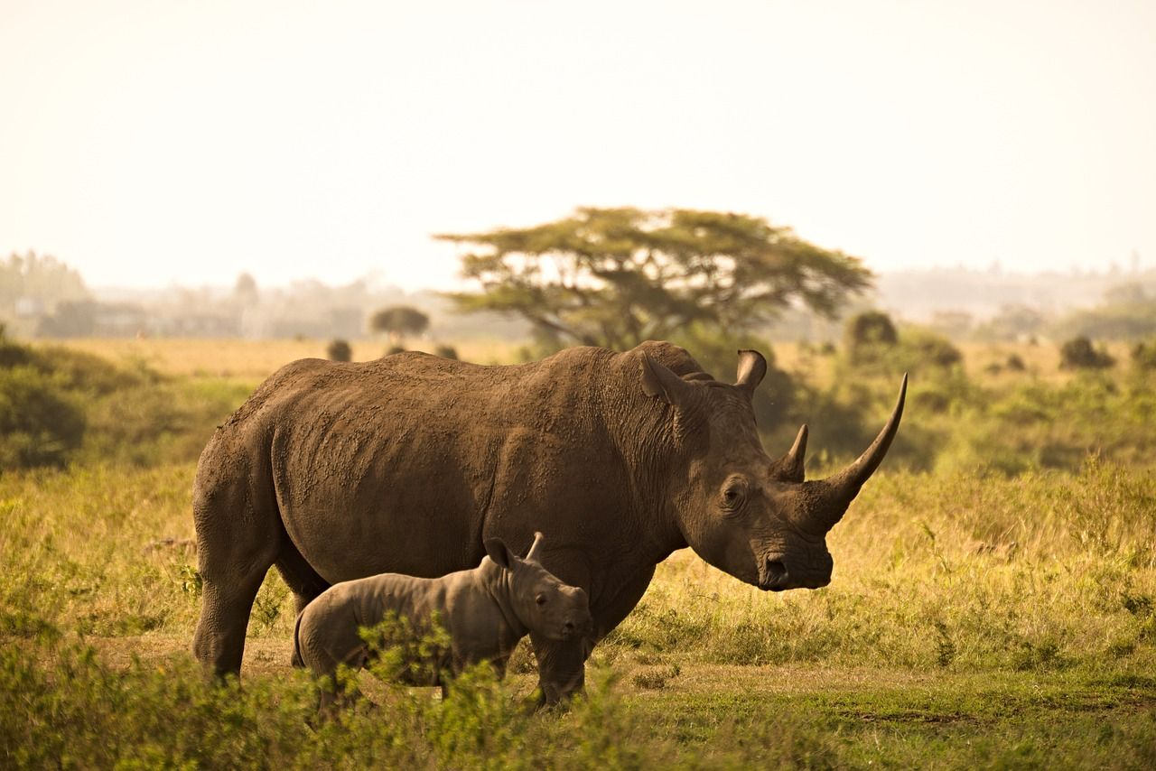 Rewilding Efforts in East Africa: Reintroductions That Have Worked