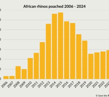 Rhino Poaching Trends in East Africa: What Has Changed in Ten Years