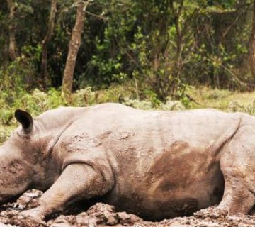 Rhino Poaching in East Africa: Where Things Stand and How Tourists Can Help