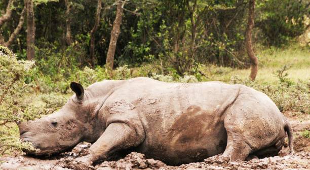 Rhino Poaching in East Africa: Where Things Stand and How Tourists Can Help