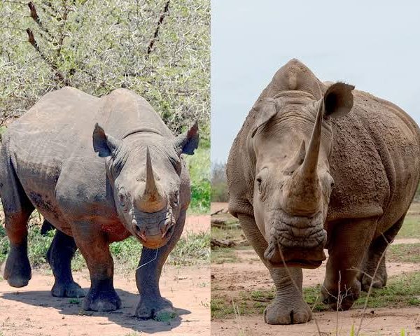 Rhinos in East Africa: Black vs White and Where to See Each