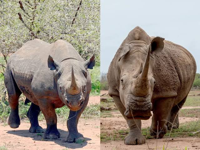 Rhinos in East Africa Rhinos in East Africa: Black vs White and Where to See Each