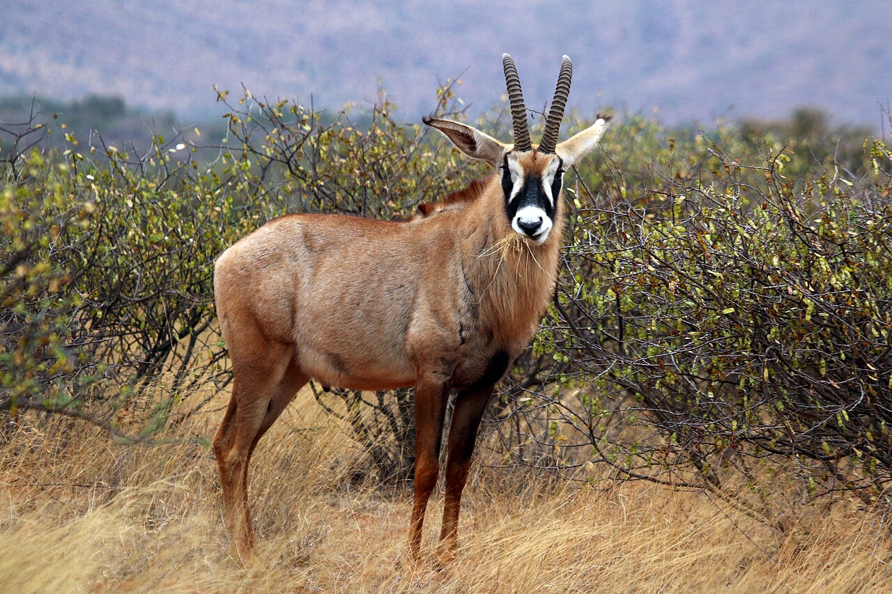 Ruma National Park: Roan Antelope and Rothschild's Giraffe