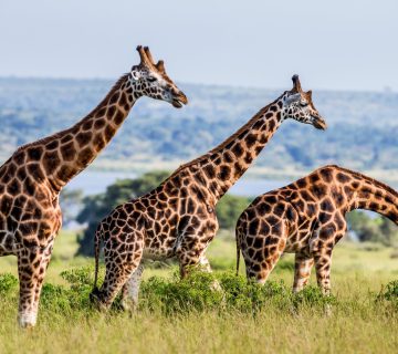 Rothschild Giraffe in Murchison 360x320