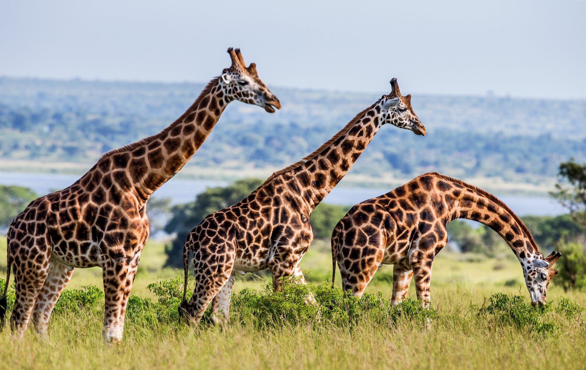 Rothschild Giraffe in Murchison