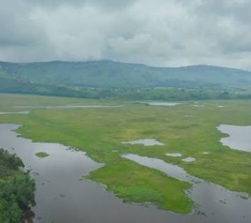 Rugezi Marsh: Wetland Birdlife in Northern Rwanda