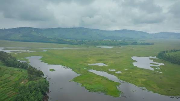 Rugezi Marsh: Wetland Birdlife in Northern Rwanda