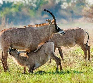 How Many Species Live in East Africa's Savannas?