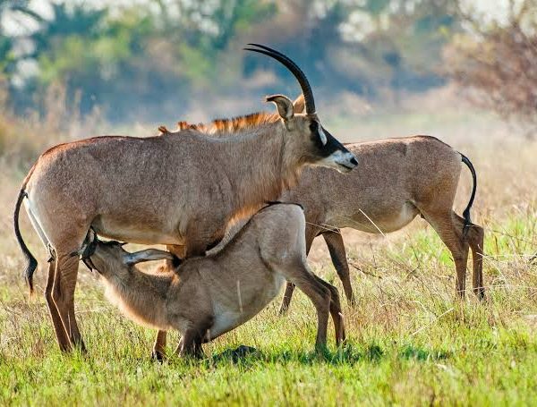 Ruma National Park: Kenya's Roan Antelope Hideaway