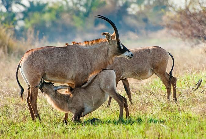 Ruma National Park: Kenya's Roan Antelope Hideaway