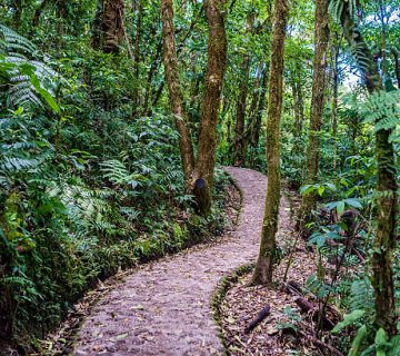 Rwenzori Kilembe Trail: A Quieter Alternative to the Central Circuit
