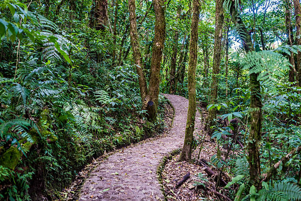 Rwenzori Kilembe Trail: A Quieter Alternative to the Central Circuit