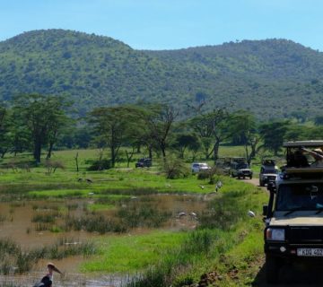 Safari Booking Timeline: How Many Months Ahead for Peak Season?