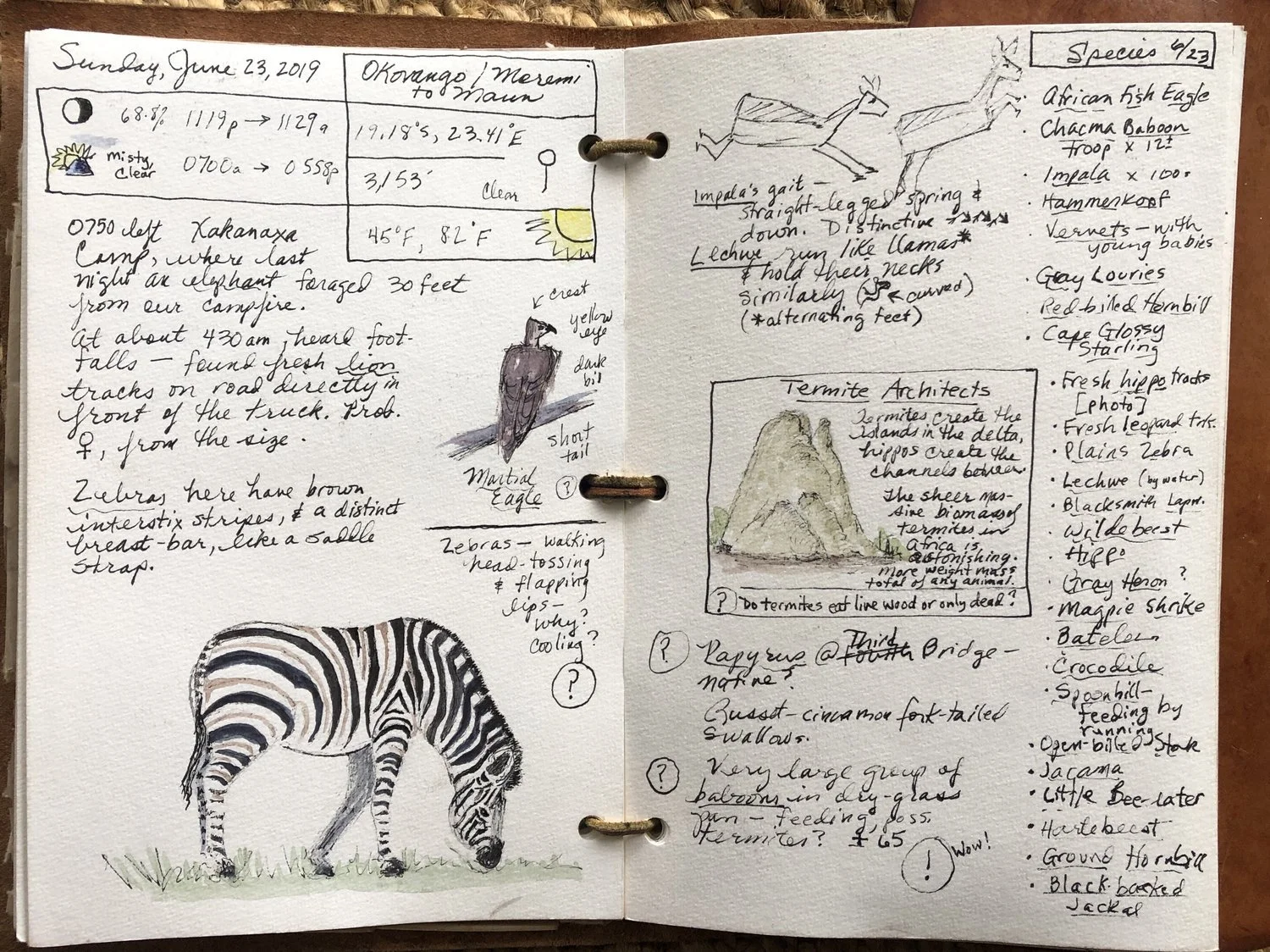 Safari Journals and Sketching: Keeping Notes That Last