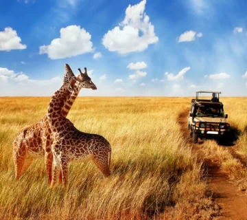 Safari Myths vs Facts