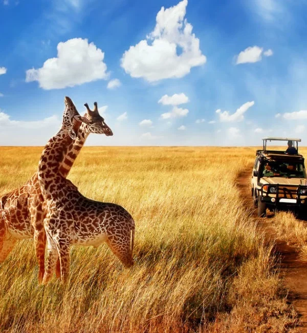 Safari Myths vs Facts