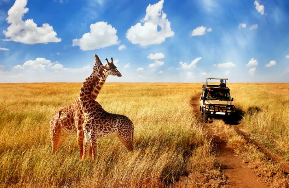 Safari Myths vs Facts
