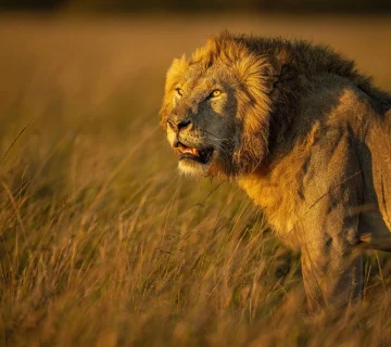 Safari Photography in East Africa 360x320