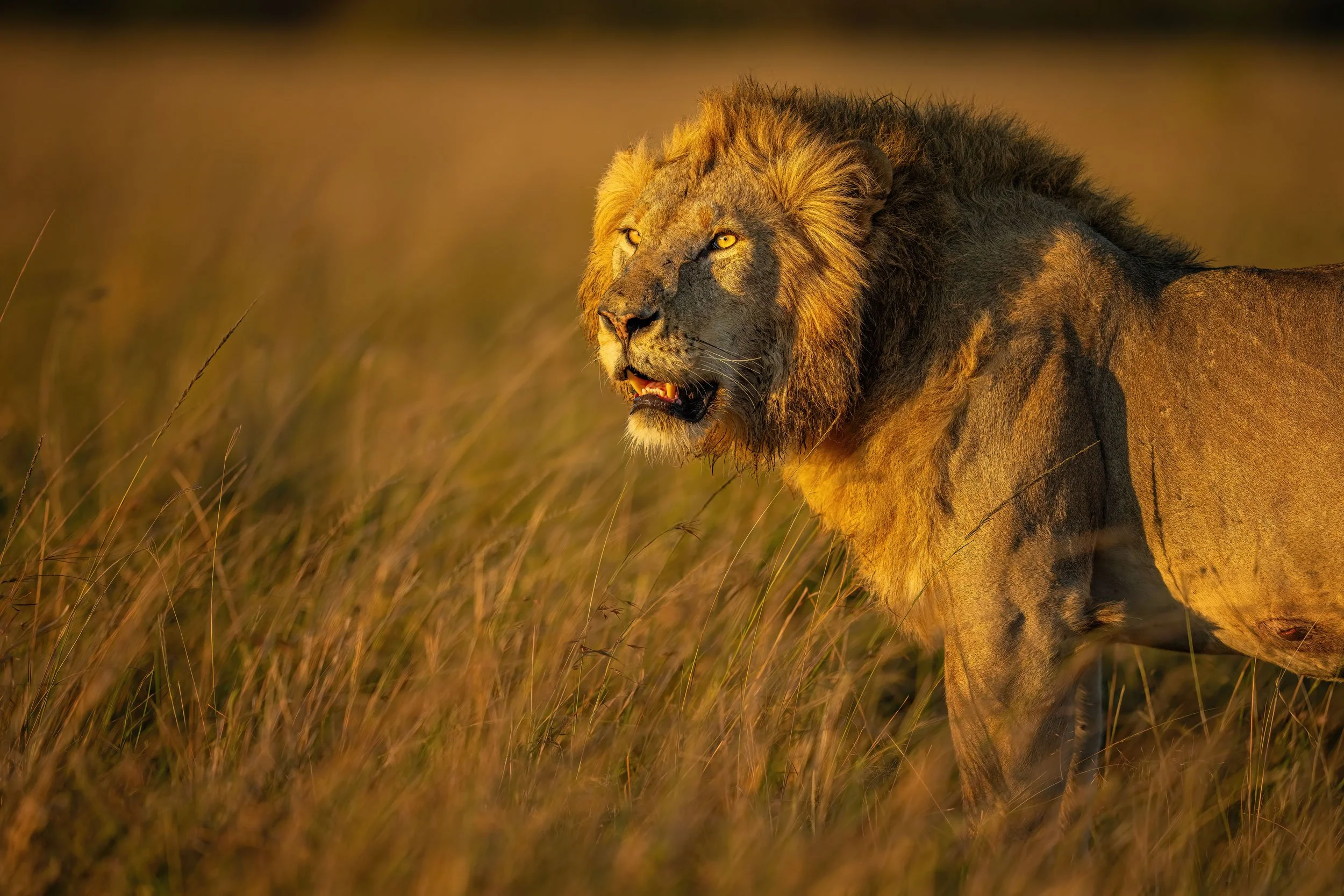 Safari Photography in East Africa